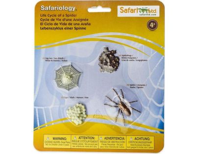 Safari Ltd Životní cyklus Pavouk